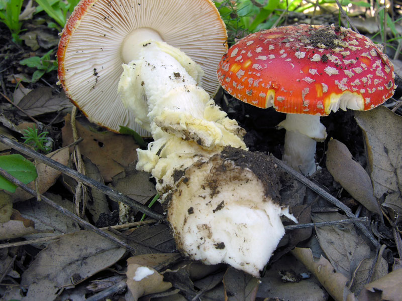 Amanita muscaria